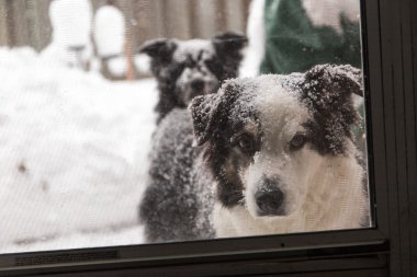 ekran kapıda karlı köpekler
