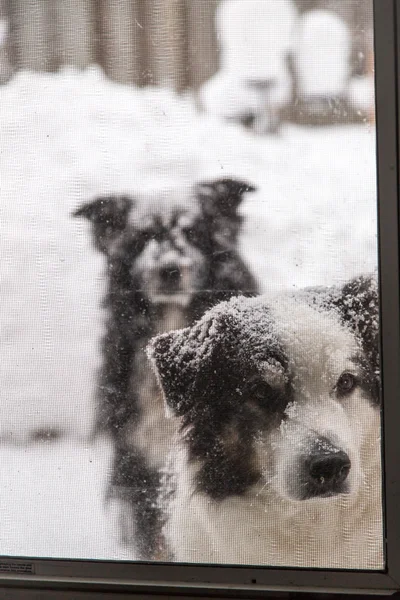 Snowy pups at the door — Stock Photo, Image