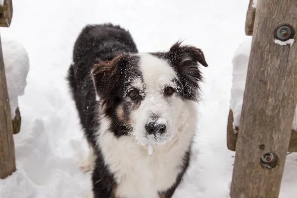 Köpek ile buzlu yüz — Stok fotoğraf