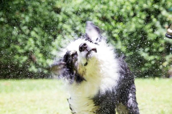 Dog shakes outside in summer — Stock Photo, Image
