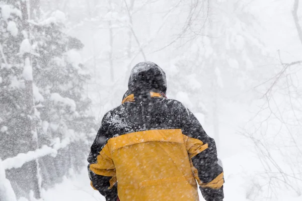 Hombre camina en tormenta de nieve bosque — Foto de Stock