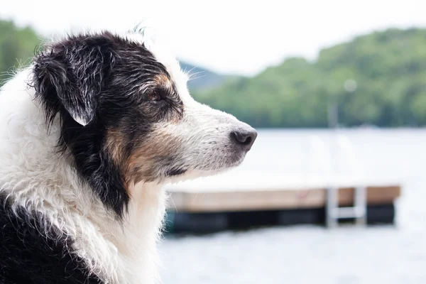 Australische herder aan het meer — Stockfoto