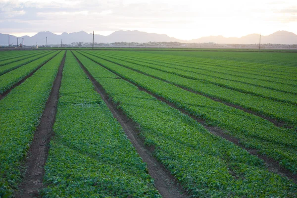 Frodiga gröna fält nära Yuma Arizona — Stockfoto