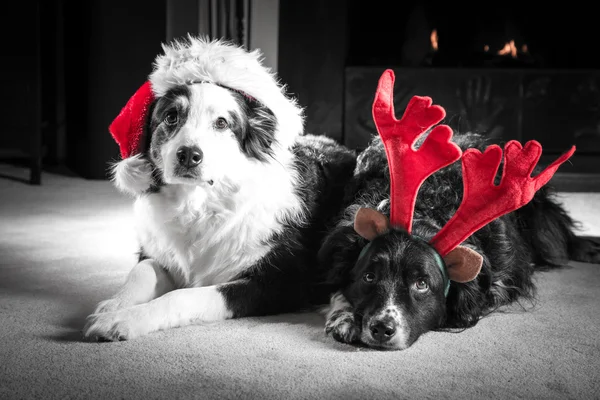 Cães cartão de Natal — Fotografia de Stock