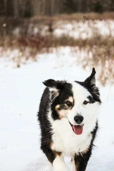 雪の草原の犬 — ストック写真