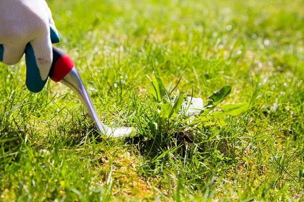 Weed pulling — Stock Photo, Image