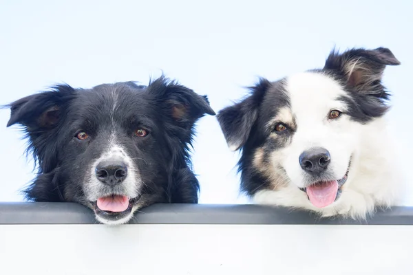 Due cani australiani al portellone posteriore — Foto Stock