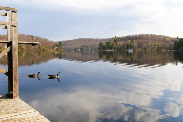 Canadian Geese by the dock — Stock Photo, Image
