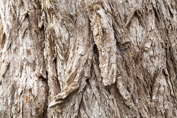 Παλαιός αύξησης δέντρο φλοιός υφή — Φωτογραφία Αρχείου