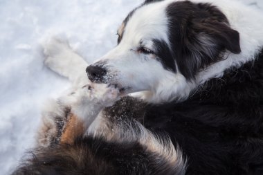Köpek--dan onun pençe buz ısırma