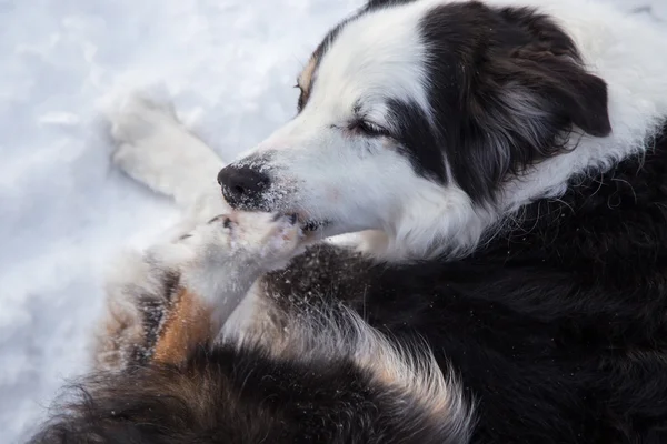 Dog biting ice from his paw — Stock Photo, Image