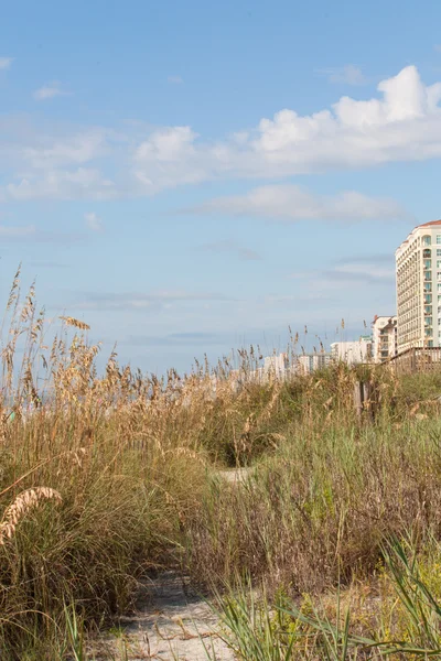 Трав'янистих дюн myrtle beach вертикальні — стокове фото