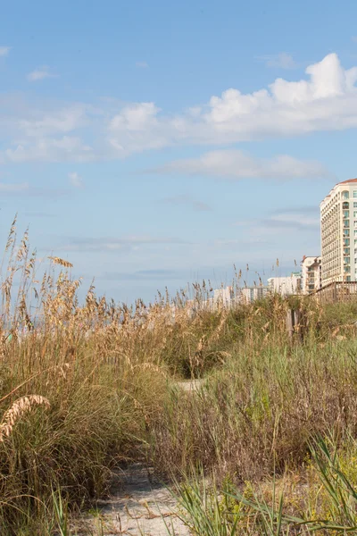 Grassy dunes of Myrtle beach vertical — Stock Photo, Image