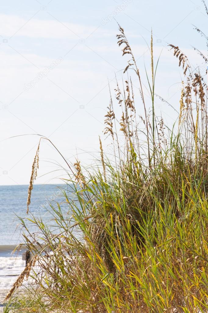 Myrtle beach sea oats