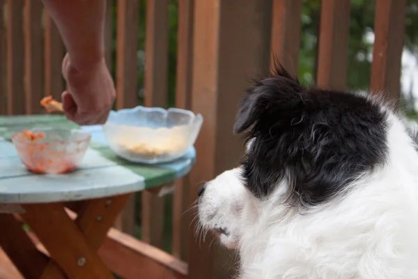 Dog watches snacking — Stock Photo, Image