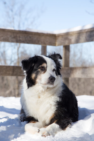 black and white Aussie in snow