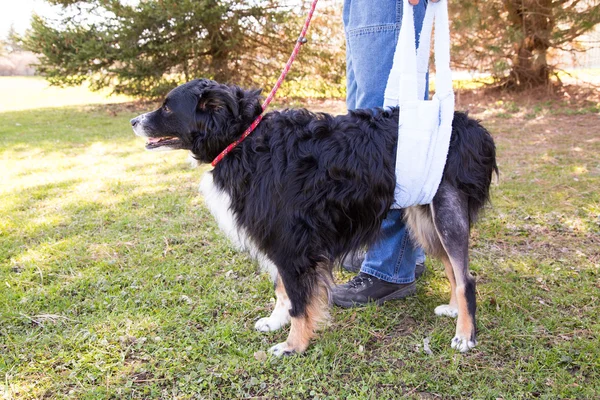 Injured dog in sling — Stock Photo, Image