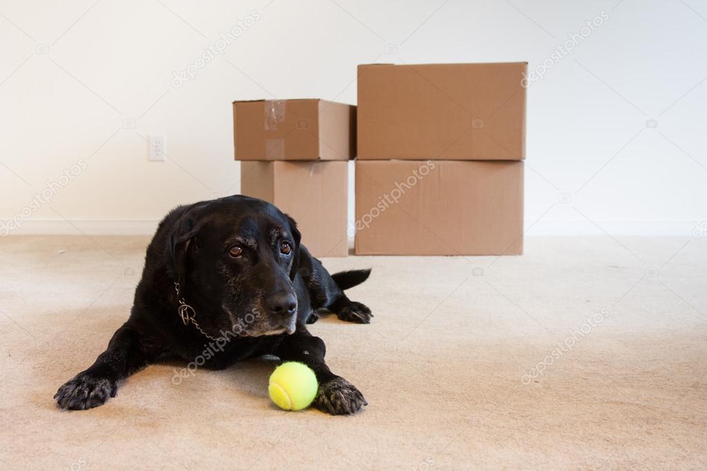 Dog on moving day