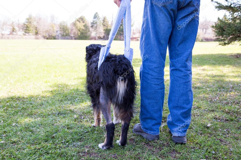 Injured dog walks in sling behind