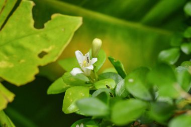 Little white flower closeup with ant on it