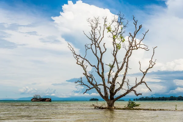 Immagine di rovina barca da pesca e vecchio grande albero in Thailandia — Foto Stock