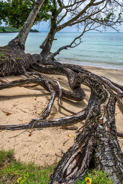 Image of an old tree on the beach in Thailand — Stock Photo, Image