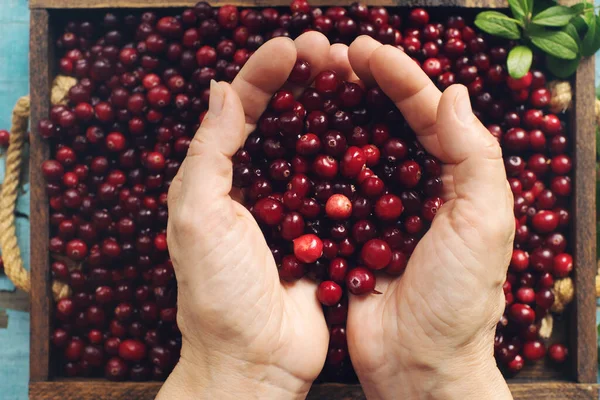 Φρέσκο Βιολογικό Cranberry Στα Χέρια Της Γυναίκας Και Ξύλινο Κουτί — Φωτογραφία Αρχείου