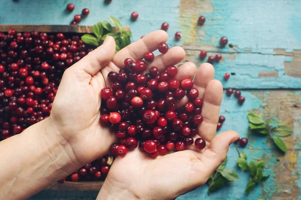 Φρέσκο Βιολογικό Cranberry Στα Χέρια Της Γυναίκας Και Ξύλινο Κουτί — Φωτογραφία Αρχείου