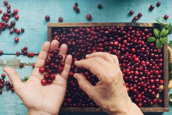 Φρέσκο Βιολογικό Cranberry Στα Χέρια Της Γυναίκας Και Ξύλινο Κουτί — Φωτογραφία Αρχείου