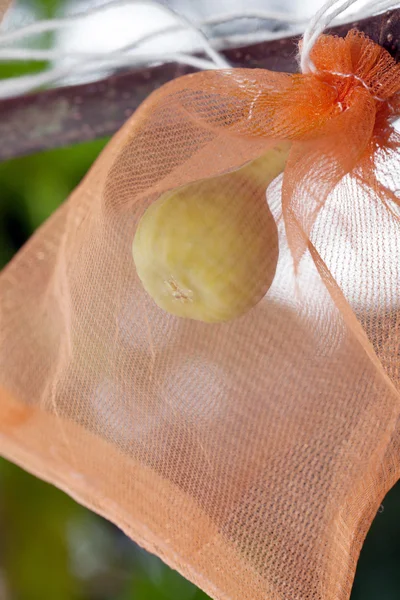 Figos no saco de embrulho — Fotografia de Stock