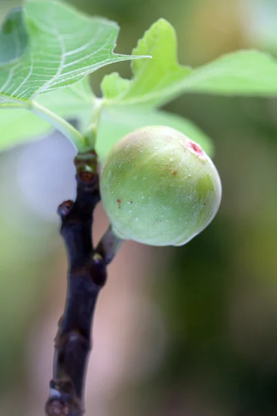 Green figs in farming — Stock Photo, Image