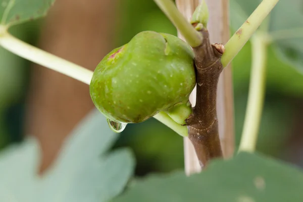 Молодая зелёная смоковница — стоковое фото