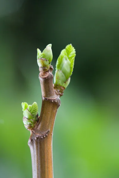 Young fikon lämnar i närbild — Stockfoto