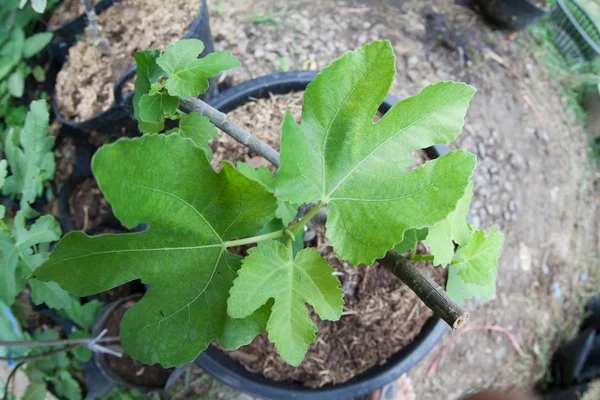 Üstten Görünüm genç incir ağacı bırakır kapat