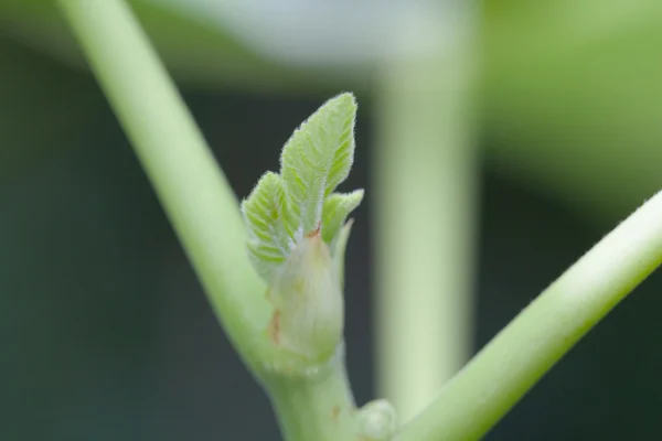 Young vijgen verlaat in close-up — Stockfoto