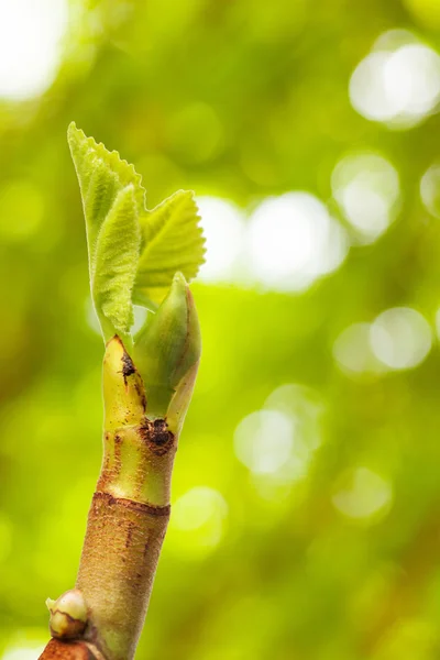 Genç incir ağacı bırakır yakın çekim