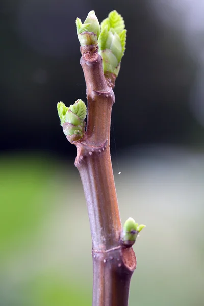 Genç incir ağacı bırakır yakın çekim