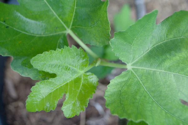 Üstten Görünüm incir ağacı bırakır kapat
