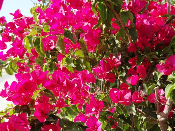 Bouganvillaea rosso mediterraneo cespuglio di fiori rossi — Foto Stock