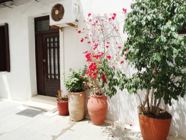 bougainvillaea rethymno City Yunanistan arasında geleneksel sokak 