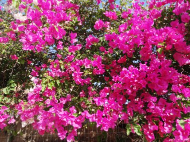 bougainvillaea kırmızı Akdeniz kırmızı çiçekler bush
