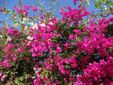 bougainvillaea kırmızı Akdeniz kırmızı çiçekler bush