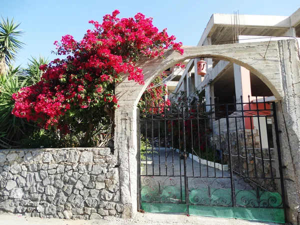 Calle tradicional entre bougainvillaea en Grecia — Foto de Stock