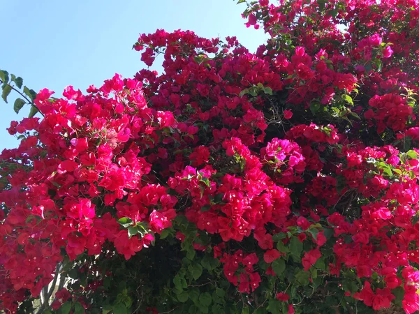 Bouganvillaea rosso mediterraneo cespuglio di fiori rossi — Foto Stock