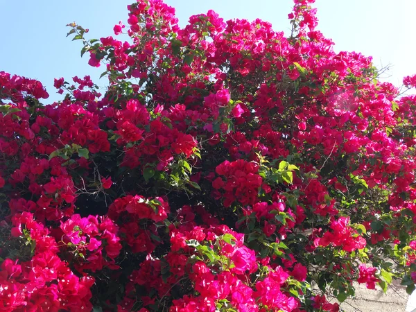 Bougainvillaea vermelho mediterrâneo flores vermelhas arbusto — Fotografia de Stock