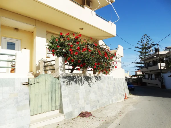 Calle tradicional entre bougainvillaea en Grecia — Foto de Stock