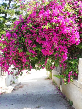 bougainvillaea Yunanistan arasında geleneksel sokak 