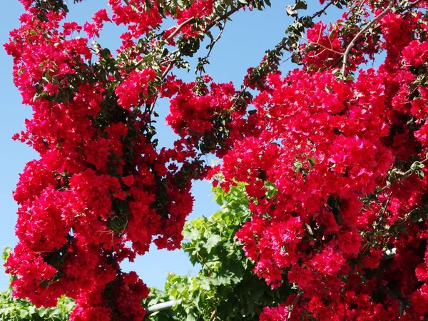 Bougainvillaea vermelho mediterrâneo flores vermelhas arbusto — Fotografia de Stock