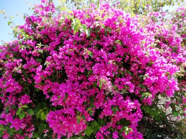 bougainvillaea kırmızı Akdeniz kırmızı çiçekler bush