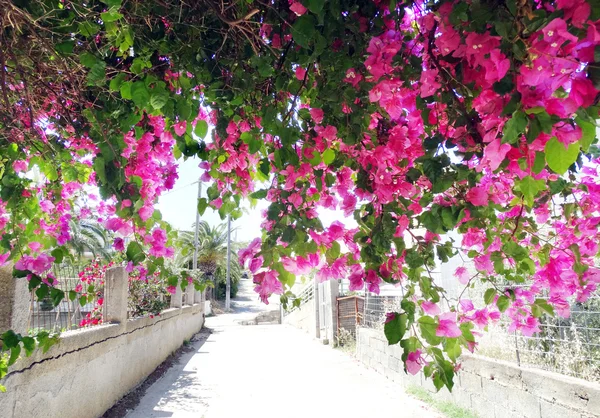 Традиционная улица среди бугенвиллей в Греции — стоковое фото